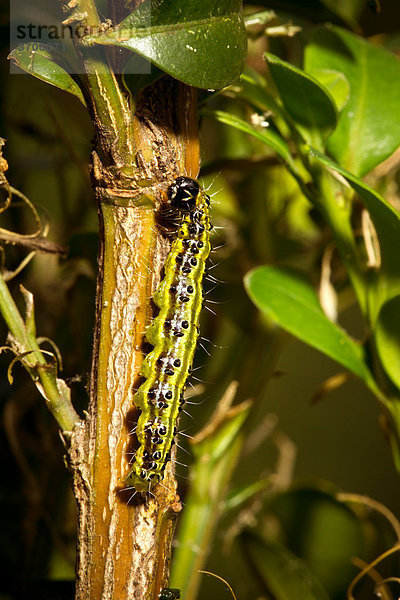 Raupe des Buchsbaumzünslers (Cydalima perspectalis) frisst am Buchsbaum