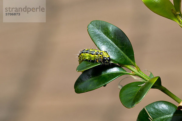 Raupe des Buchsbaumzünslers (Cydalima perspectalis) frisst am Buchsbaum