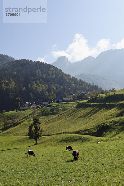 Viehweide in Zell-Pfarre  Karawanken  Kärnten  Österreich  Europa