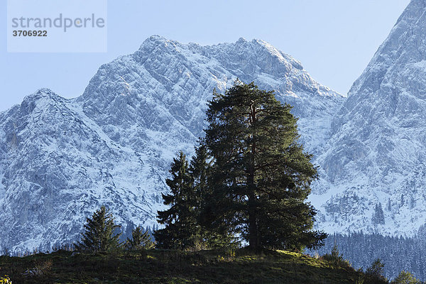 Kiefer und Fichten vor Wetterstein-Gebirge  Grainau  Werdenfelser Land  Oberbayern  Bayern  Deutschland  Europa