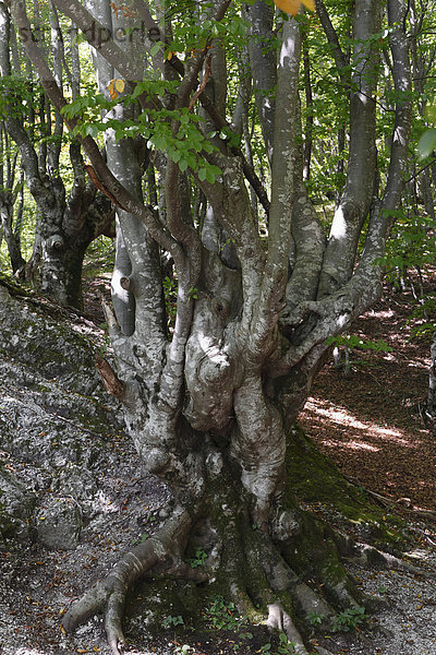 Rotbuche (Fagus sylvatica) im Nationalpark Plitvicer Seen  Plitvicka Jezera  Kroatien  Europa