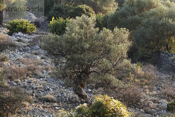 Olivenbaum  Olivenhain Lun  Insel Pag  Dalmatien  Adria  Kroatien  Europa
