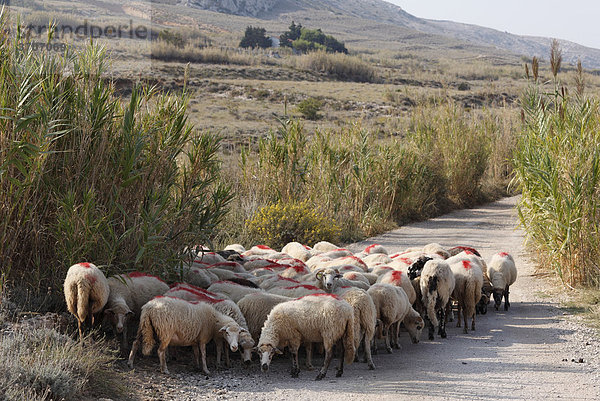 Schafherde auf Feldweg  Insel Pag  Dalmatien  Adria  Kroatien  Europa