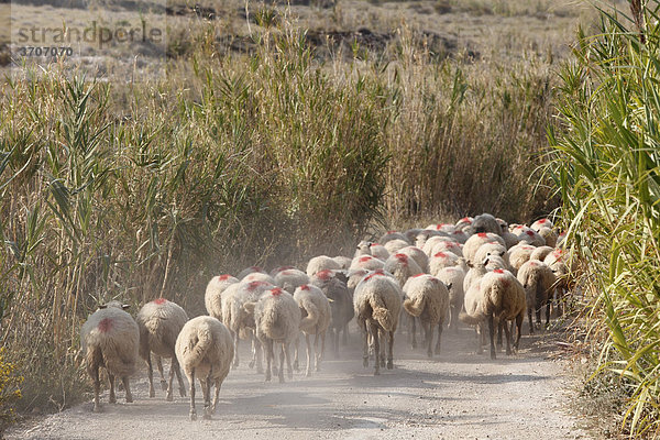 Rennende Schafherde auf Feldweg  Insel Pag  Dalmatien  Adria  Kroatien  Europa