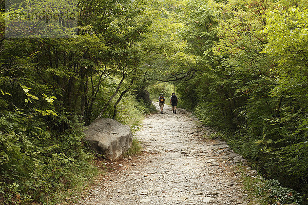 Wanderer auf Waldweg  Velika-Paklenica-Schlucht  Nationalpark Paklenica  Velebit-Gebirge  Dalamtien  Kroatien  Europa
