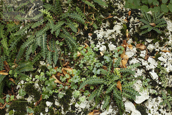 Milzfarn (Ceterach officinarum)  Farne auf Kalkstein  Nationalpark Paklenica  Velebit-Gebirge  Dalamtien  Kroatien  Europa