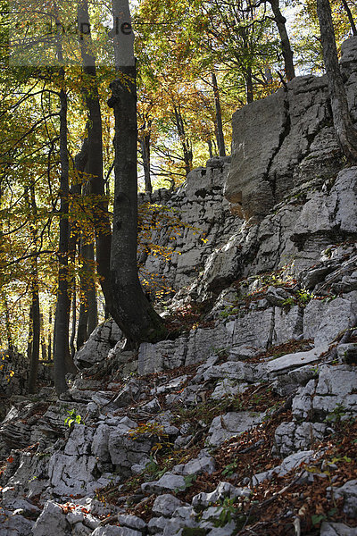 Herbstlicher Buchenwald mit Felsen  Nationalpark Risnjak  Gorski Kotar  Kroatien  Europa