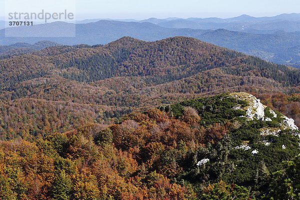 Herbstlicher Buchenwald  Blick von Veliki Risnjak  Nationalpark Risnjak  Gorski Kotar  Kroatien  Europa