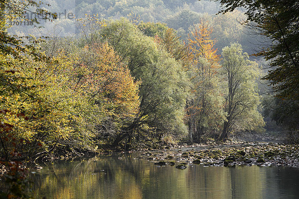 Herbstlicher Auwald am Fluss Kupa  Nationalpark Risnjak  Gorski Kotar  Kroatien  Europa