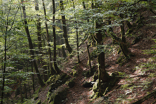 Bergwald  Nationalpark Risnjak  Gorski Kotar  Kroatien  Europa
