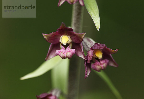 Braunrote Stendelwurz (Epipactis atrorubens)  Orchidee
