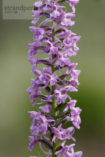 Langsporn-Händelwurz  Mücken-Händelwurz (Gymnadenia conopsea)  Orchidee