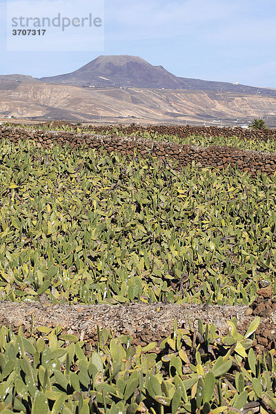 Plantage von Feigenkaktus (Opuntia ficus-indica)  Lanzarote  Kanaren  Kanarische Inseln  Spanien  Europa