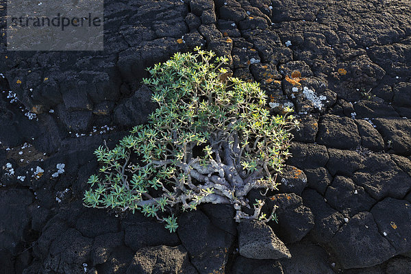 Balsam-Wolfsmilch (Euphorbia balsamifera) auf Lavafelsen  Lanzarote  Kanaren  Kanarische Inseln  Spanien  Europa