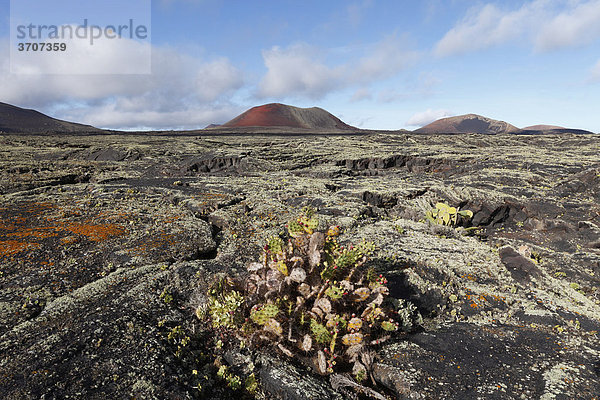 Dillenius-Feigenkaktus (Opuntia dillenii)  Vulkan Caldera Colorada  Lavafeld mit Flechten  Lanzarote  Kanaren  Kanarische Inseln  Spanien  Europa