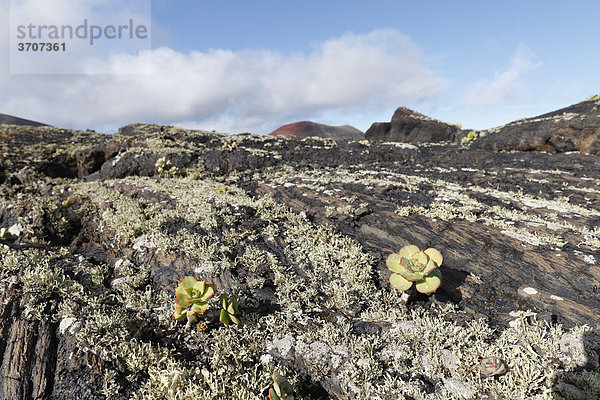 Lava-Felsen mit Flechten und Aeonium  Lanzarote  Kanaren  Kanarische Inseln  Spanien  Europa