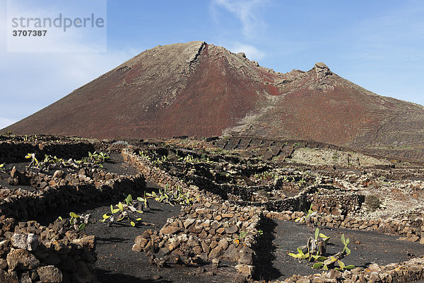 Felder mit Feigenkaktus (Opuntia)  Vulkan Monte Corona  Ye  Lanzarote  Kanaren  Kanarische Inseln  Spanien  Europa