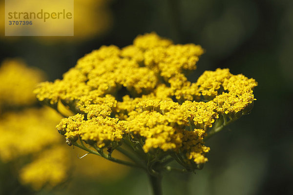 Blüte von Gelbe Schafgarbe (Achillea Hybride)  Gartenpflanze