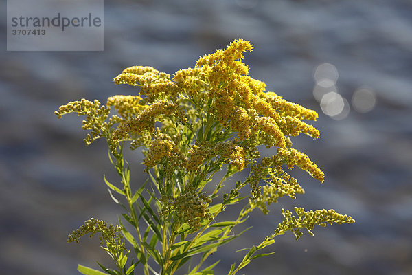 Riesen-Goldrute (Solidago gigantea)