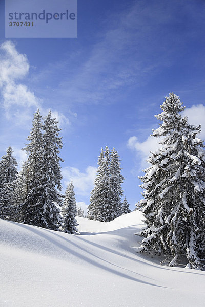 Verschneite Landschaft mit Bäumen  Bayern  Deutschland  Europa