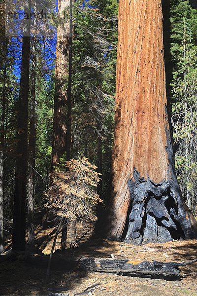 Mammutbäume im Foresta  Yosemite West  Yosemite Nationalpark  California  USA  Nordamerika