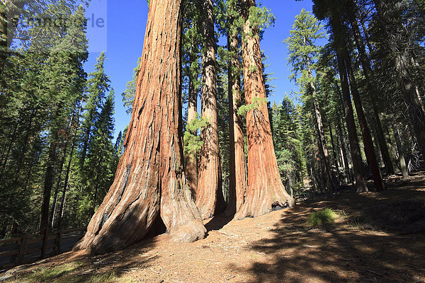 Mammutbäume im Foresta  Yosemite West  Yosemite Nationalpark  California  USA  Nordamerika