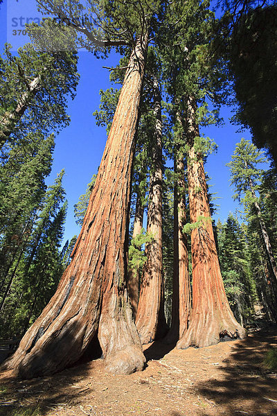 Mammutbäume im Foresta  Yosemite West  Yosemite Nationalpark  California  USA  Nordamerika