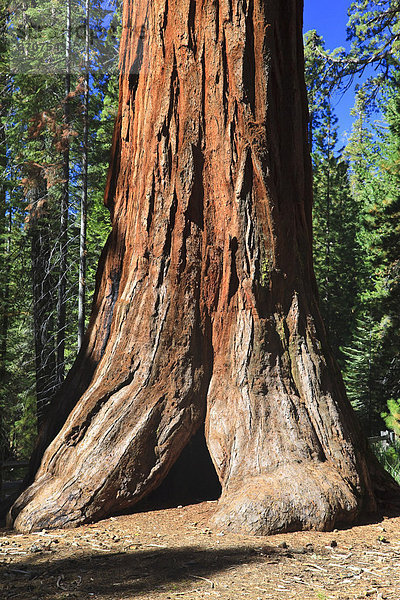 Mammutbäume im Foresta  Yosemite West  Yosemite Nationalpark  California  USA  Nordamerika