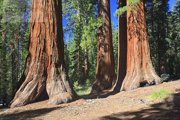 Mammutbäume im Foresta  Yosemite West  Yosemite Nationalpark  California  USA  Nordamerika