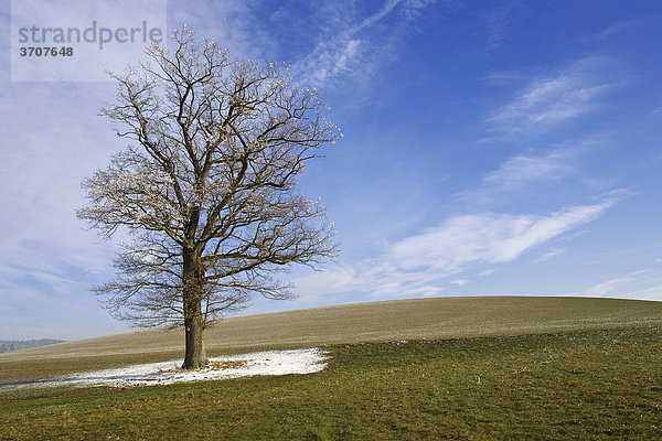 Stieleiche (Quercus robur) mit Raureif im Franislismoos  Sensebezirk  Freiburg  Schweiz  Europa