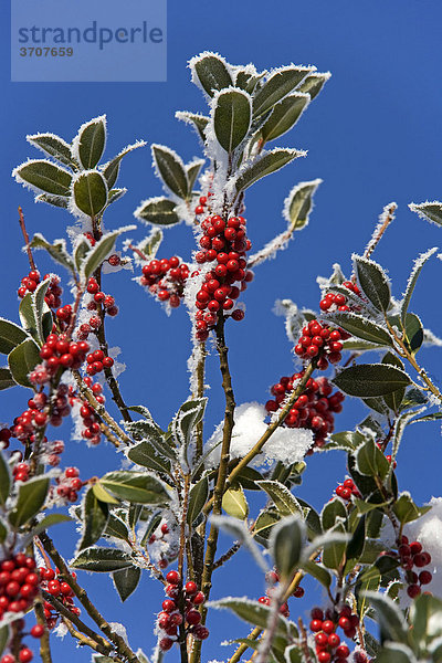 Rote Beeren der Stechpalme (Ilex aquifolium) mit Raureif überzogen