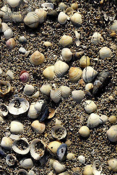 Muschelschalen und leere Schneckenhäuser am Strand