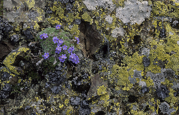 Himmelsherold (Eritrichium nanum) und Landkartenflechten (Rhizocarpon geographicum) auf Felsplatte