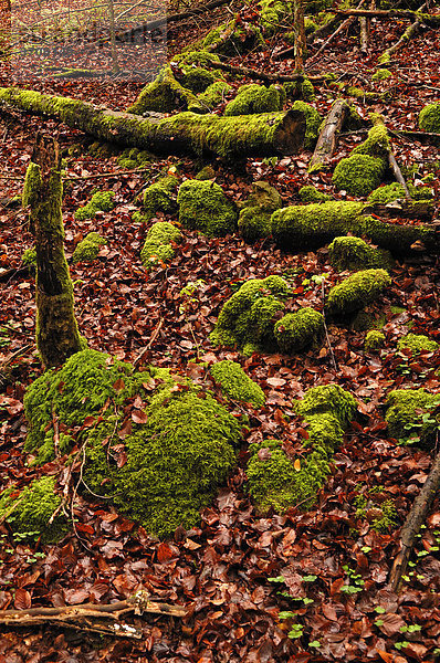 Mit Moos bewachsene Steine und Baumstämme im Buchenlaub  Velden an der Pegnitz  Hersbrucker Schweiz  Mittelfranken  Bayern  Deutschland  Europa
