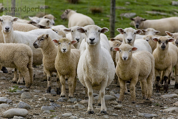 Eine Herde Schafe  Upper Matakitaki  Neuseeland