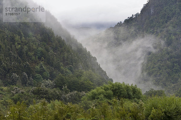 Nebeliges Tal am im Kahurangi National Park  Wangapeka Track  Südinsel  Neuseeland