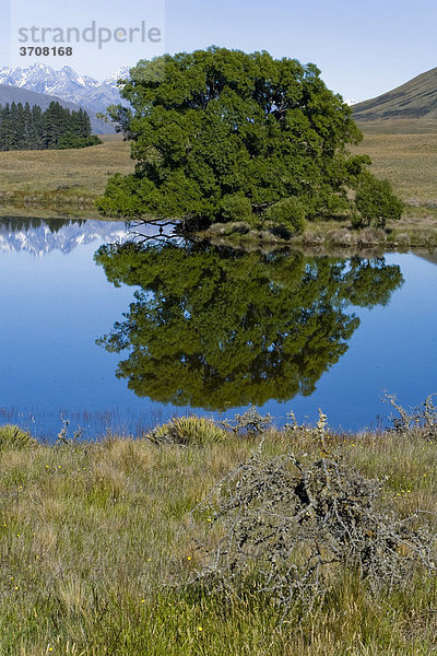 Wasserspiegelungen von Bäumen und Bergen auf einem See  Hakatere  Südinsel  Neuseeland