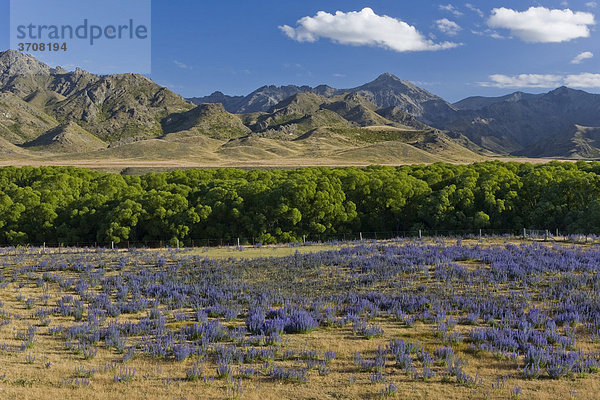 Lila Lupinen (Lupinus) und Bäume an der Awatere Road mit den Bergen der Inland Kaikoura Range am Horizont  Molesworth  Südinsel  Neuseeland