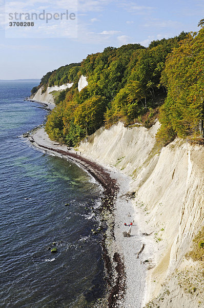 Blick vom Hochuferweg auf die Kreidefelsen im Nationalpark Jasmund  Halbinsel Jasmund  Insel Rügen  Mecklenburg-Vorpommern  Deutschland  Europa