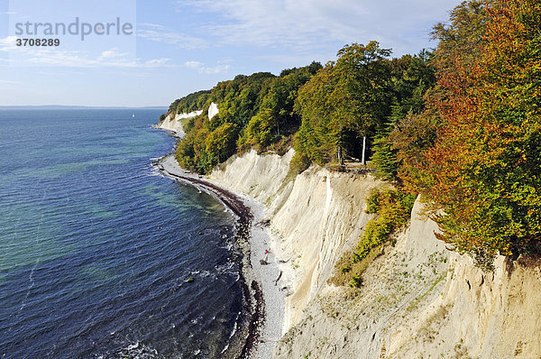 Blick vom Hochuferweg auf die Kreidefelsen im Nationalpark Jasmund  Halbinsel Jasmund  Insel Rügen  Mecklenburg-Vorpommern  Deutschland  Europa