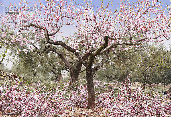 Blühende Mandelbäume an der Costa Dorado  Spanien  Europa