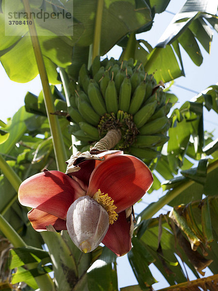 Bananenstaude (Musa) mit Blüte  Phuket  Andamanensee  Thailand  Asien