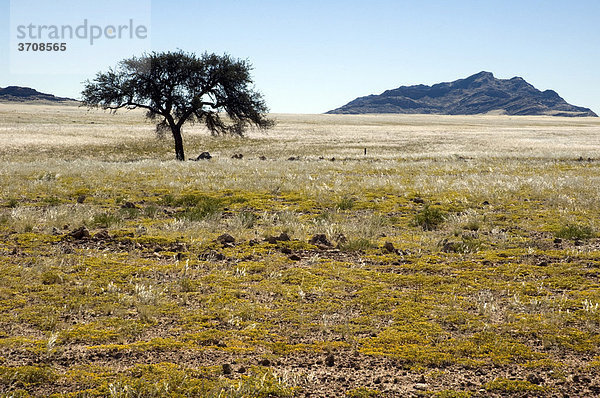 Namib-Naukluft-Nationalpark  Namibia  Südwest-Afrika  Afrika