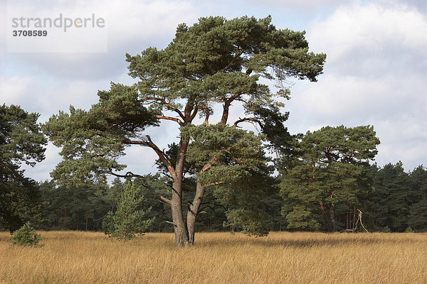 Baum im Naturpark De Hoge Veluwe  Niederlande  Europa
