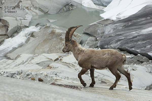 Alpensteinbock (Capra ibex) am Rhone-Gletscher  Kanton Wallis  Schweiz  Europa Kanton Wallis