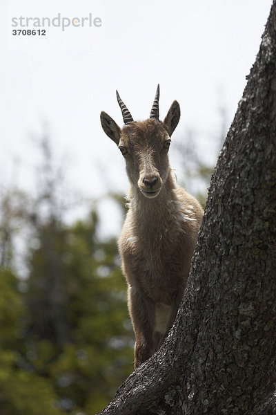 Junger Alpensteinbock (Capra ibex)  Niederhorn  Kanton Bern  Schweiz  Europa