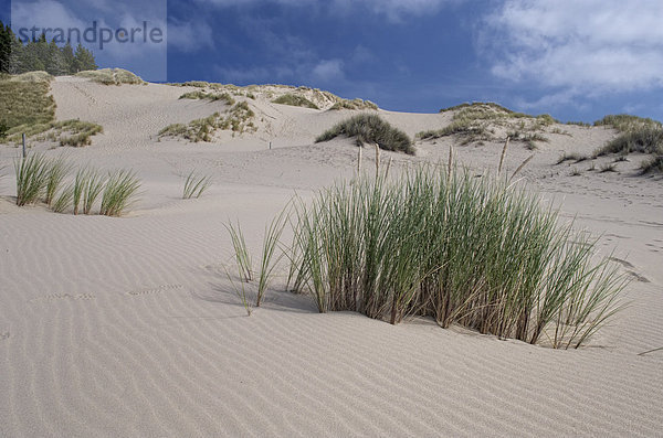 Oregon Sand Dunes  Oregon  USA