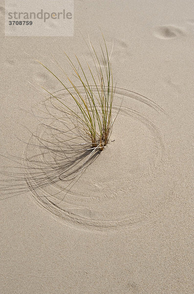 Grasbüschel zeichnen durch Windbewegung konzentrische Kreise in den Sand  Oregon Sand Dunes  Oregon  USA