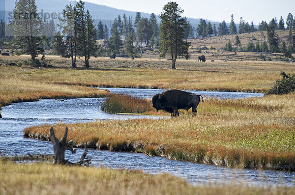 Büffel in der Fountain Flat  Yellowstone Nationalpark  Wyoming  USA