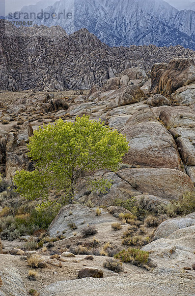 Alabama Hills  Lone Pine  Kalifornien  USA